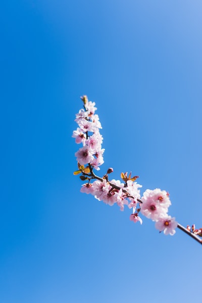 白色和粉红色的花在蓝天白天
